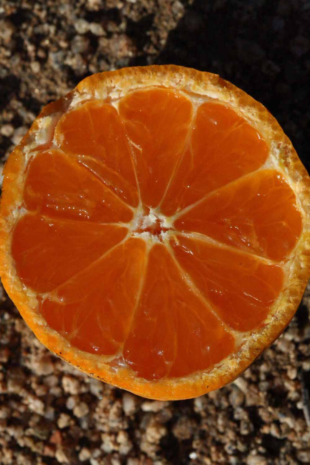              Fruit cross-section (Riverside, CA)       